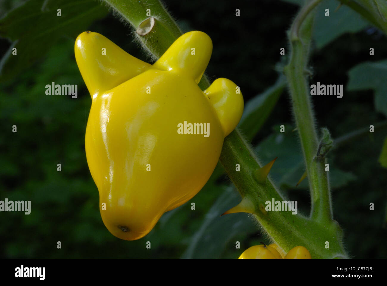 Un seul fruit d'un Solanum mammosum alternativement connu sous le mamelon, fruits et pis de vache Titty fruits. Banque D'Images