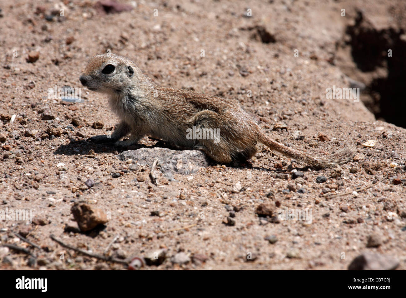 À queue ronde mâle (Spermophilus tereticaudus), Arizona, USA Banque D'Images