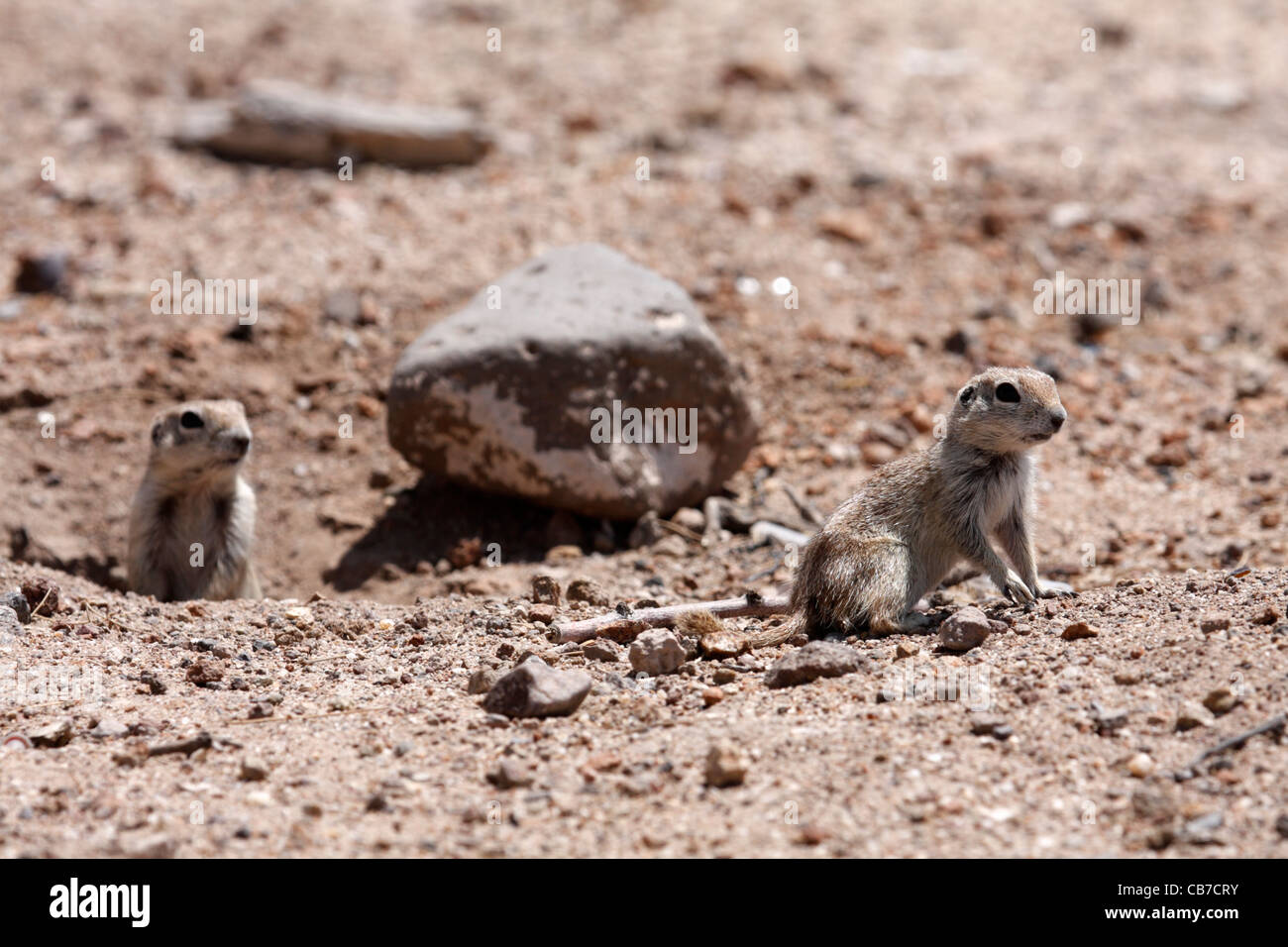 Homme et femme à queue ronde (Spermophilus tereticaudus), Arizona, USA Banque D'Images