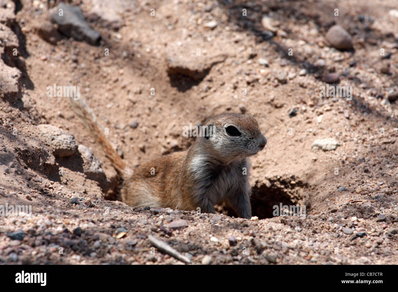 À queue ronde (Spermophilus tereticaudus), Arizona, USA Banque D'Images