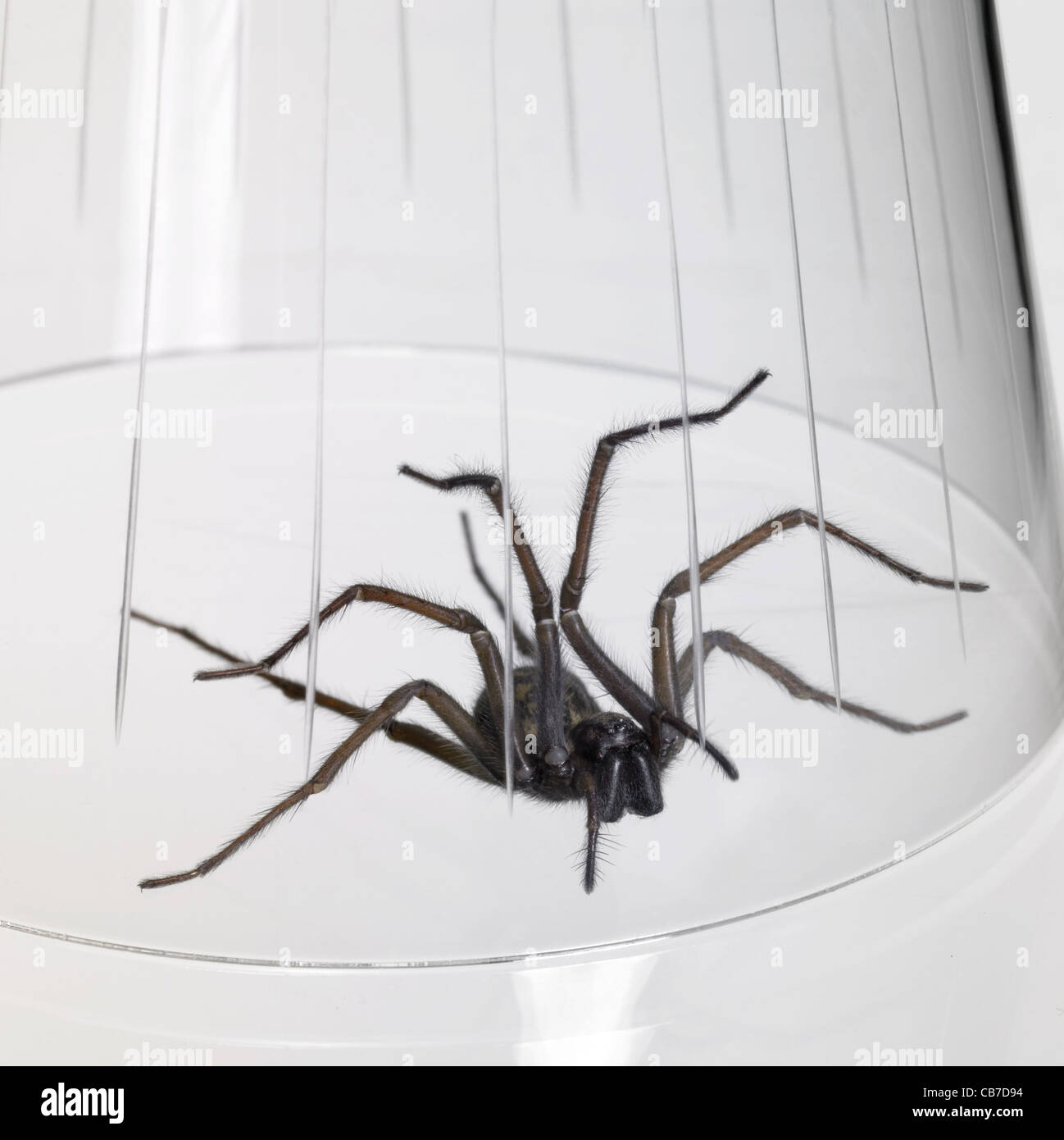 Big spider sombre pris sous un verre à boire Banque D'Images