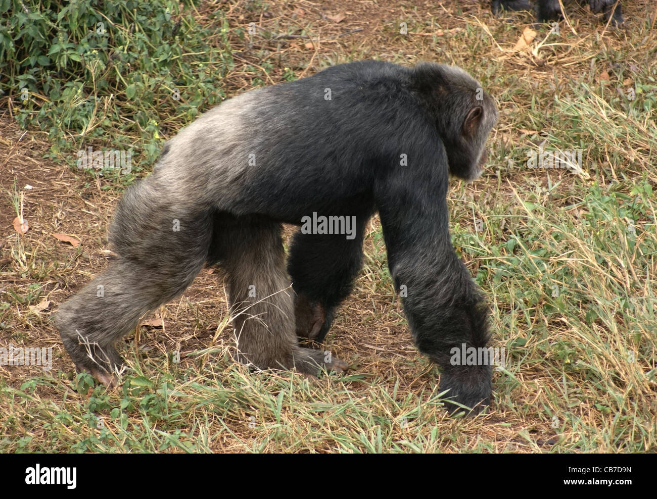 Tourné en extérieur de l'Ouganda (Afrique) montrant un chimpanzé marche dans l'ambiance d'herbe Banque D'Images