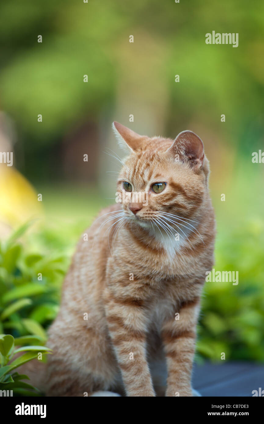 Chat Jaune debout sur le banc dans le parc Banque D'Images