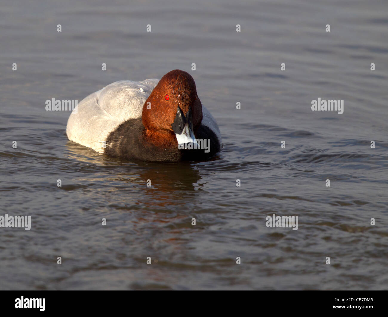 Milouin mâle en plumage d'hiver, natation Banque D'Images