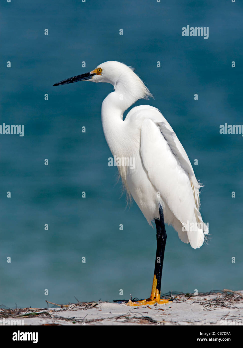 Aigrette neigeuse Banque D'Images