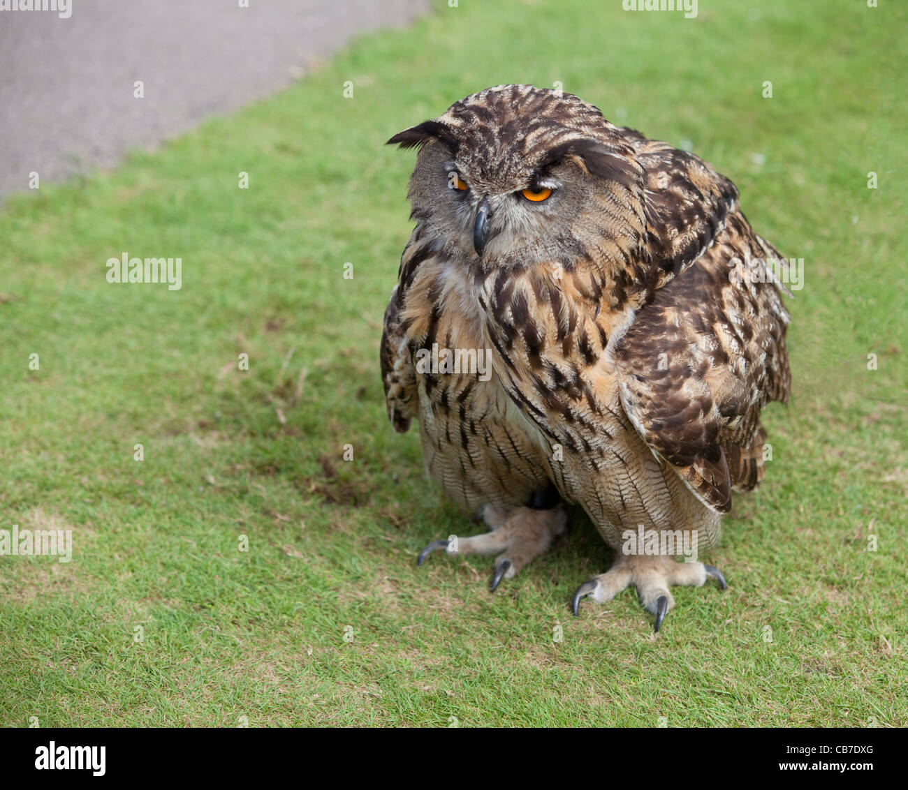 Je déteste le matin ! Un hibou Grand-duc d'Europe avec l'ébouriffage des plumes et à la mauvaise humeur. Banque D'Images Je déteste le matin ! Un hibou Grand-duc d'Europe avec l'ébouriffage des plumes et à la mauvaise humeur. Banque D'Images