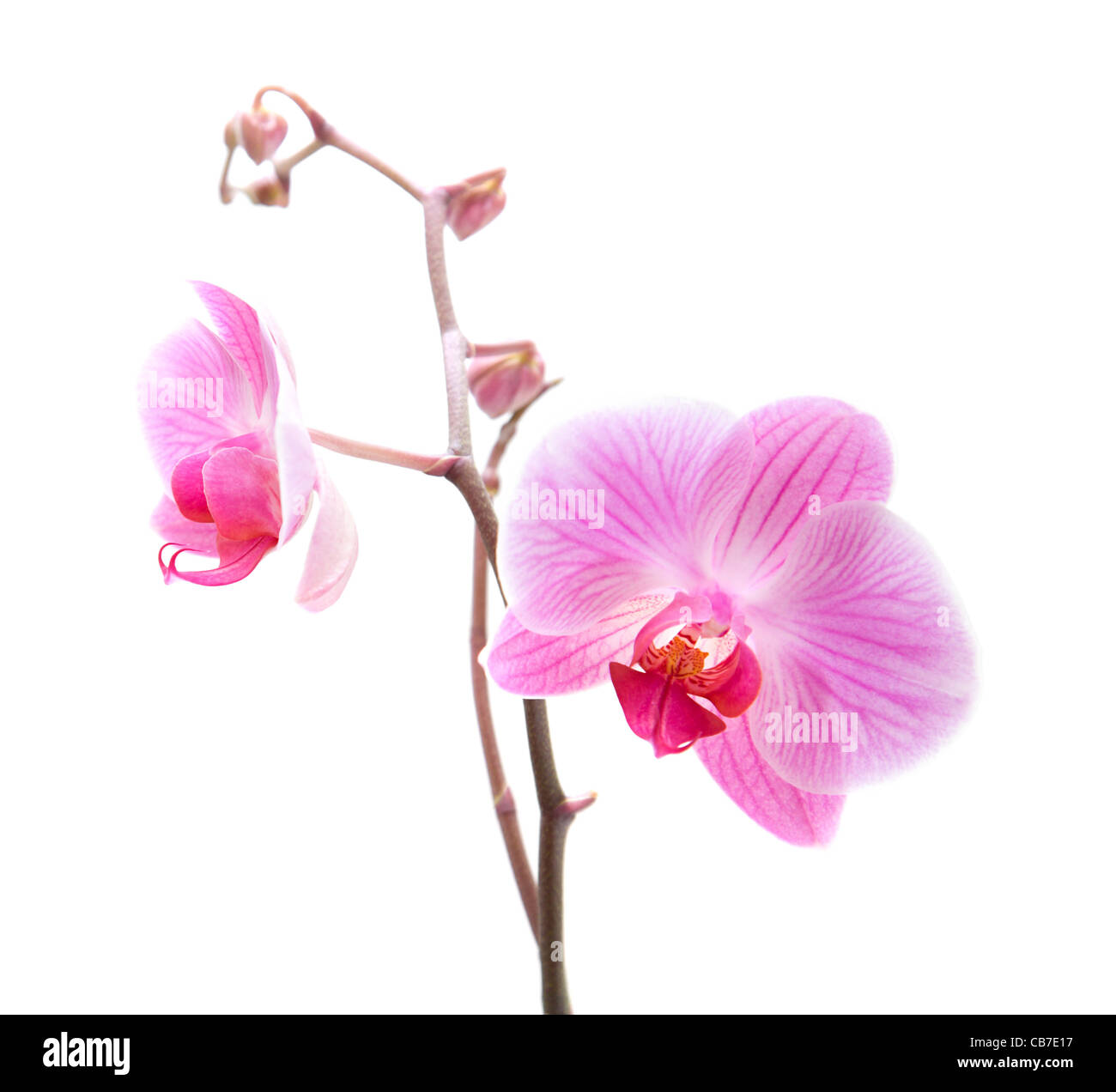 Orchidée phalaenopsis rose stripy isolated on white Banque D'Images