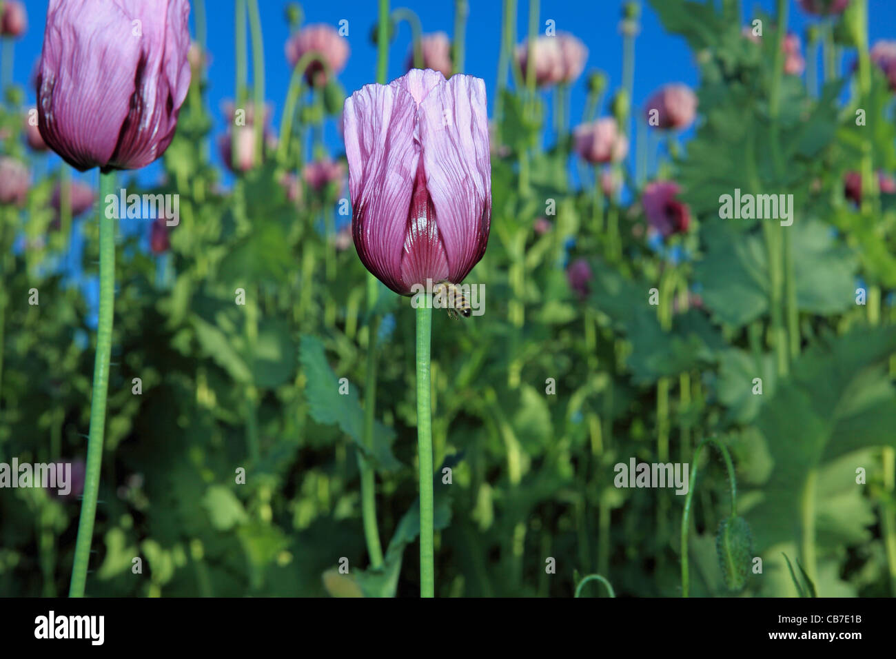 Graines de pavot mauve et fleurs avec une abeille dans un grand champ de  coquelicots Photo Stock - Alamy