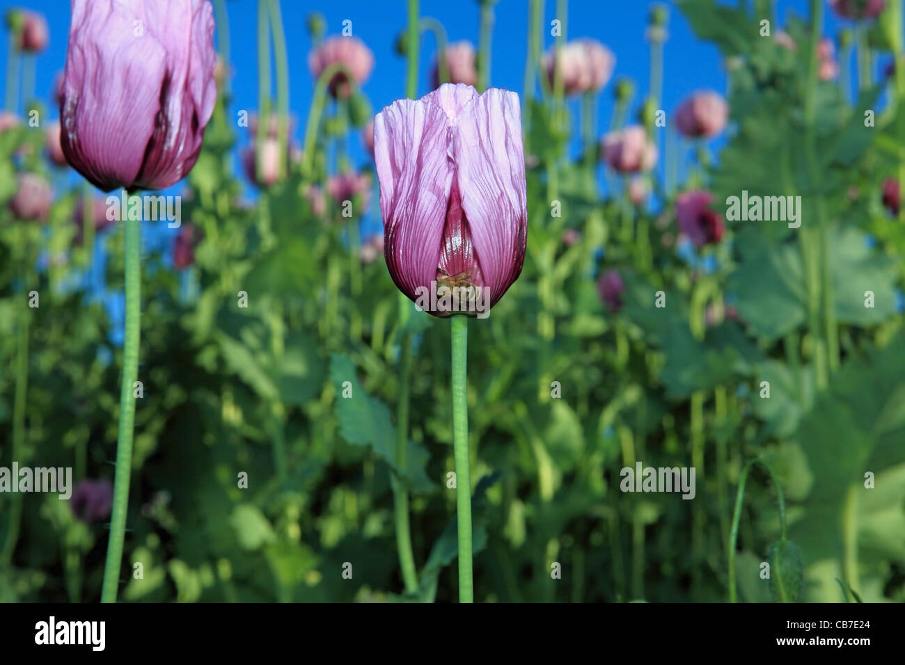 Graines de pavot mauve et fleurs avec une abeille dans un grand champ de  coquelicots Photo Stock - Alamy