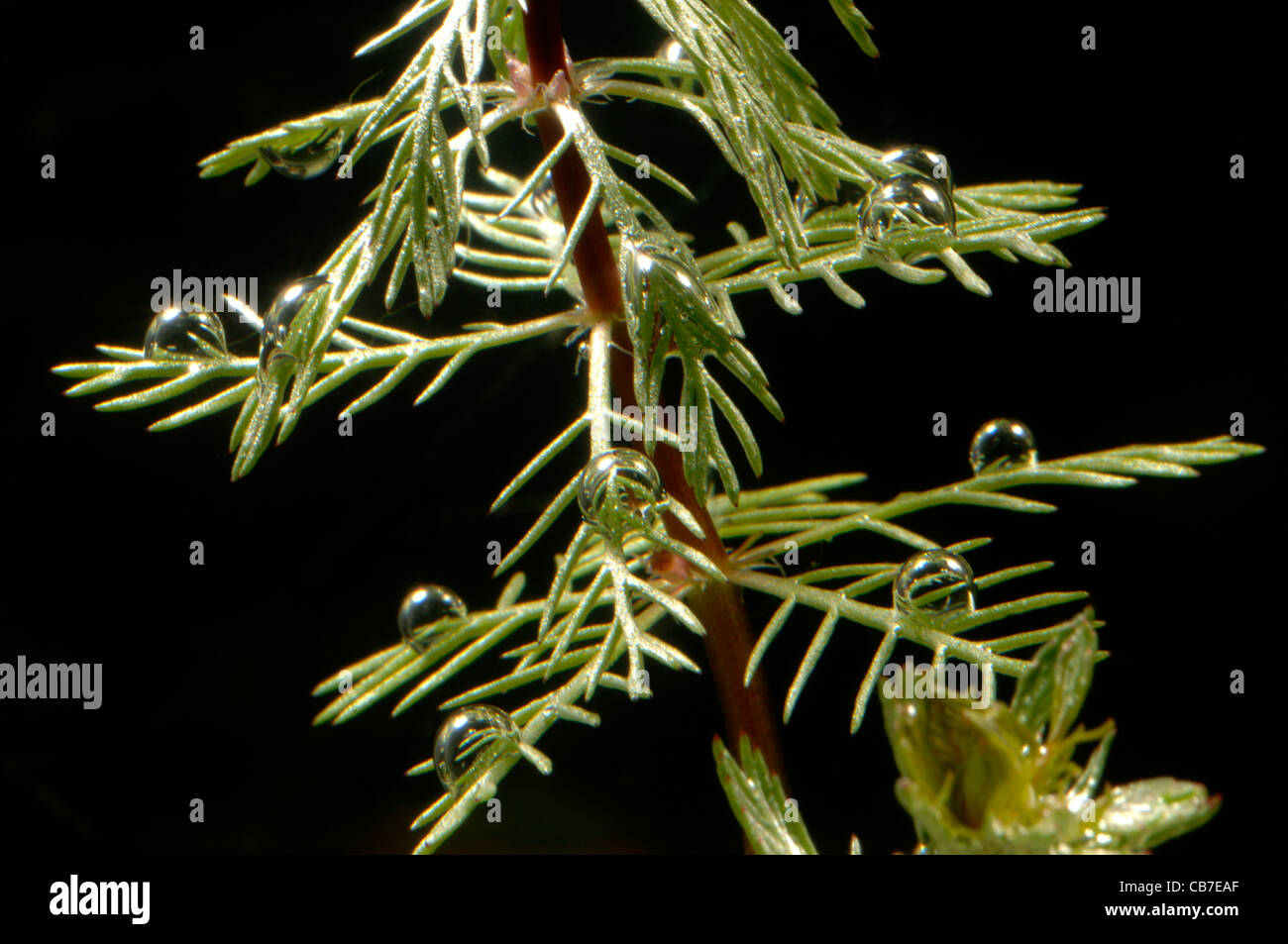 Ampoules d'oxygène sur les feuilles de myriophylle à épi (Myriophyllum spicatum) des plantes aquatiques oxygénantes Banque D'Images