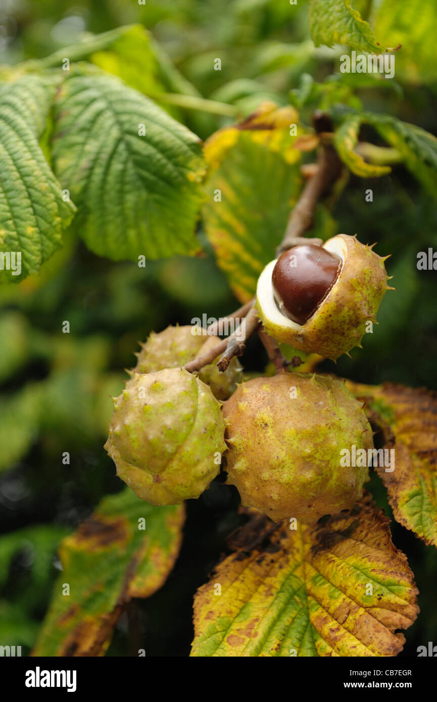 Arbre marronnier (Aesculus hippocastanum) fruits 'conkers' sur l'arbre, un ouvert Banque D'Images