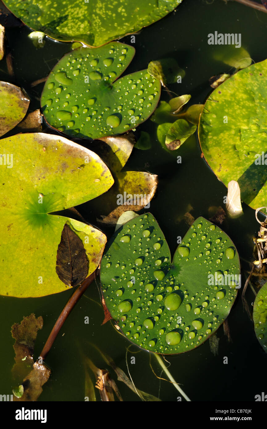 Les gouttelettes d'eau de pluie sur les feuilles de nénuphar sur un étang de jardin Banque D'Images