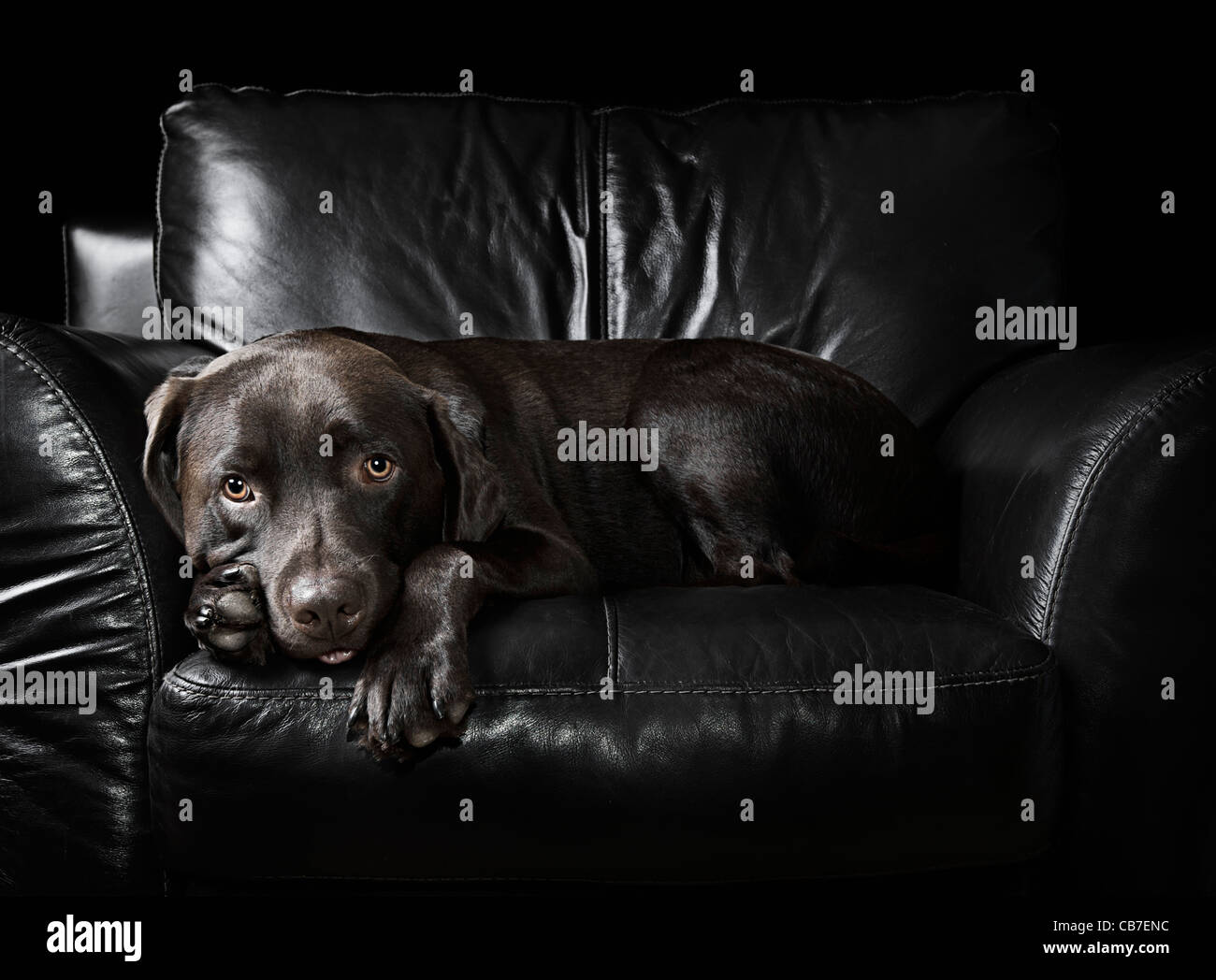 Labrador chocolat était assis sur un fauteuil en cuir Banque D'Images