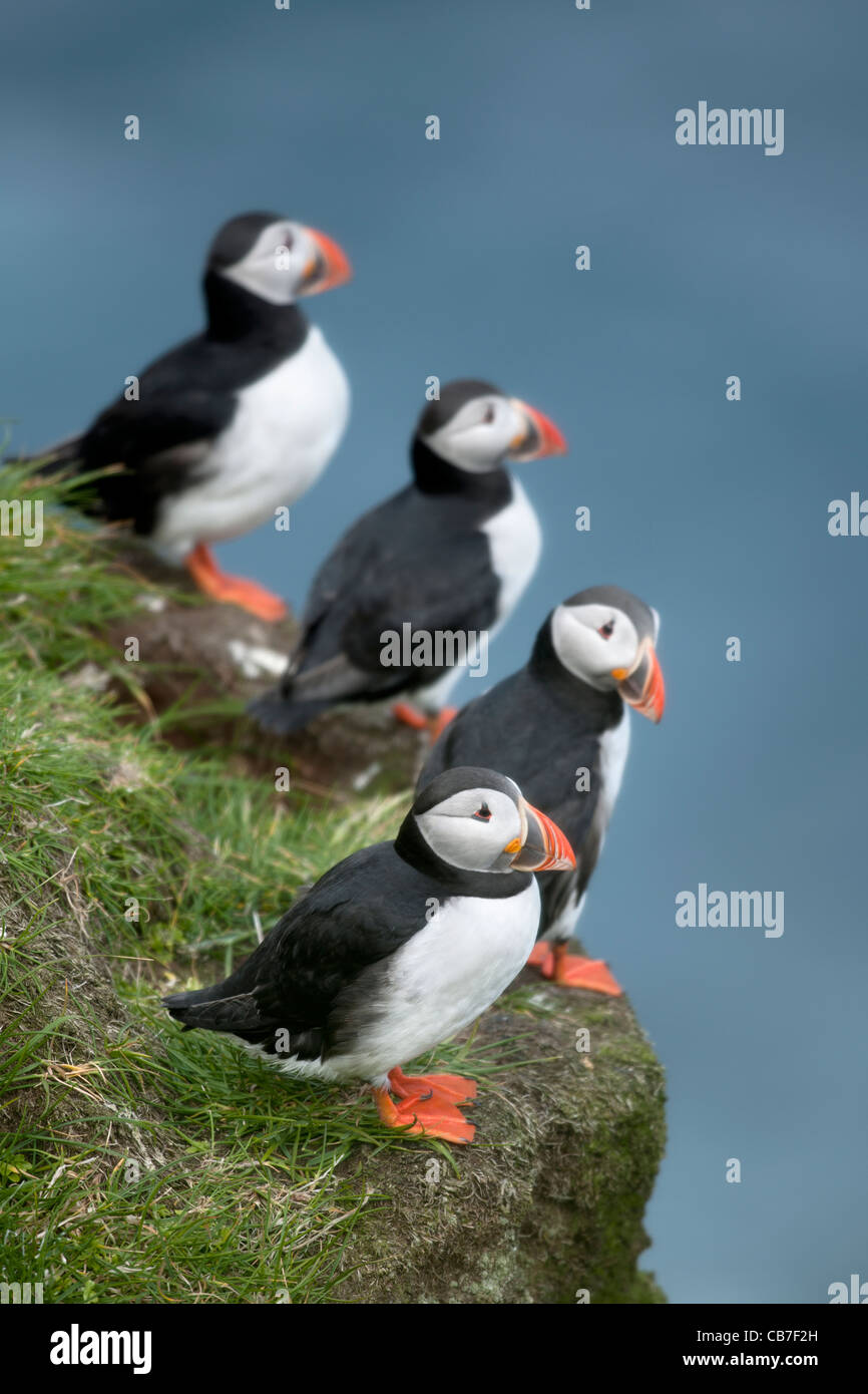 Macareux moine ou macareux moine, Fratercula arctica commun on Mykines, Faroe Islands Banque D'Images