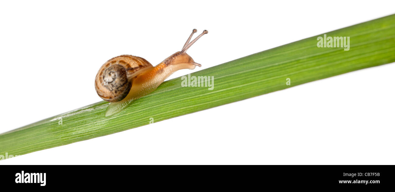 Escargot, Helix aspersa, sur la tige de la plante devant un fond blanc Banque D'Images