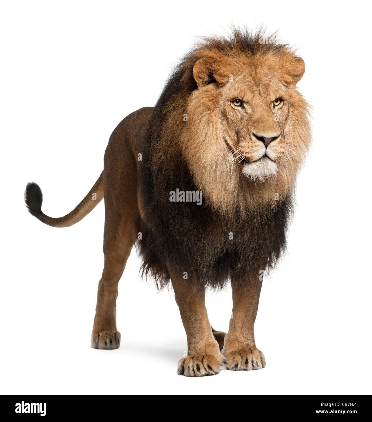 Lion, 8 ans, Panthera leo devant un fond blanc Banque D'Images