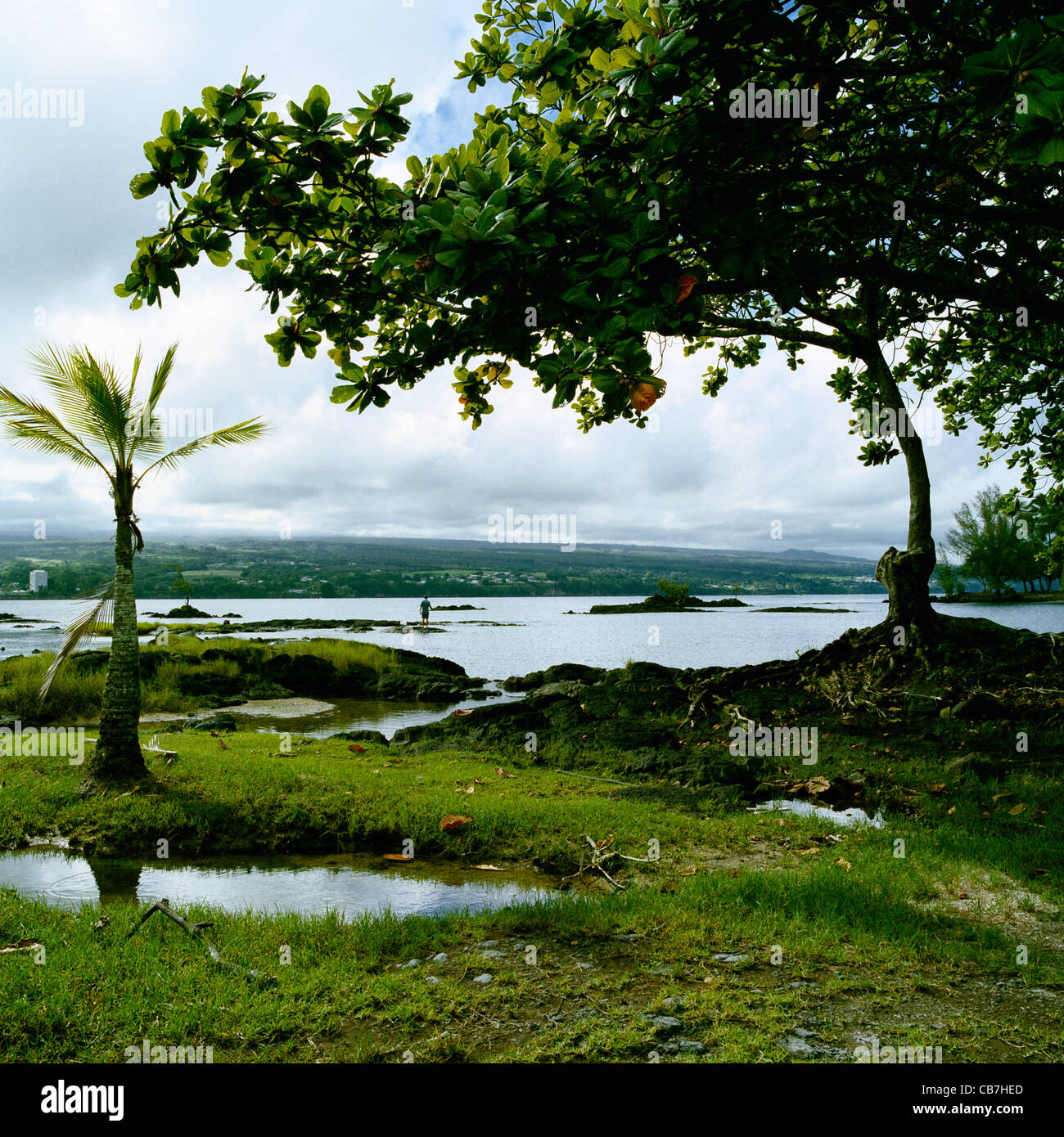 Amandier tropical à côté de la baie de Hilo Hawaii Big Island Banque D'Images