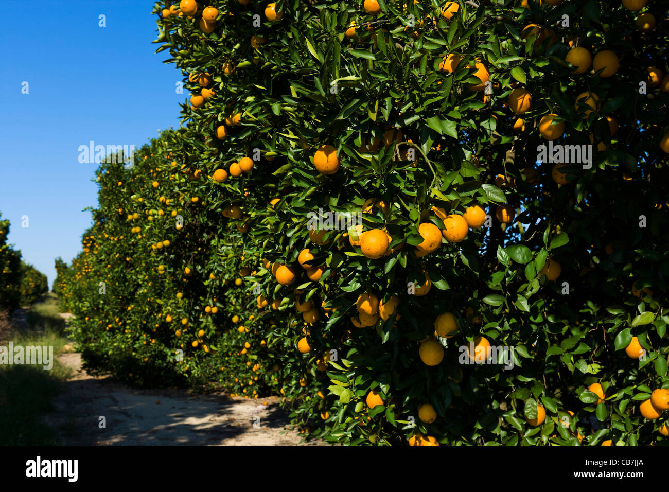 Les orangers près de Haines City dans le centre de la Floride, USA Banque D'Images