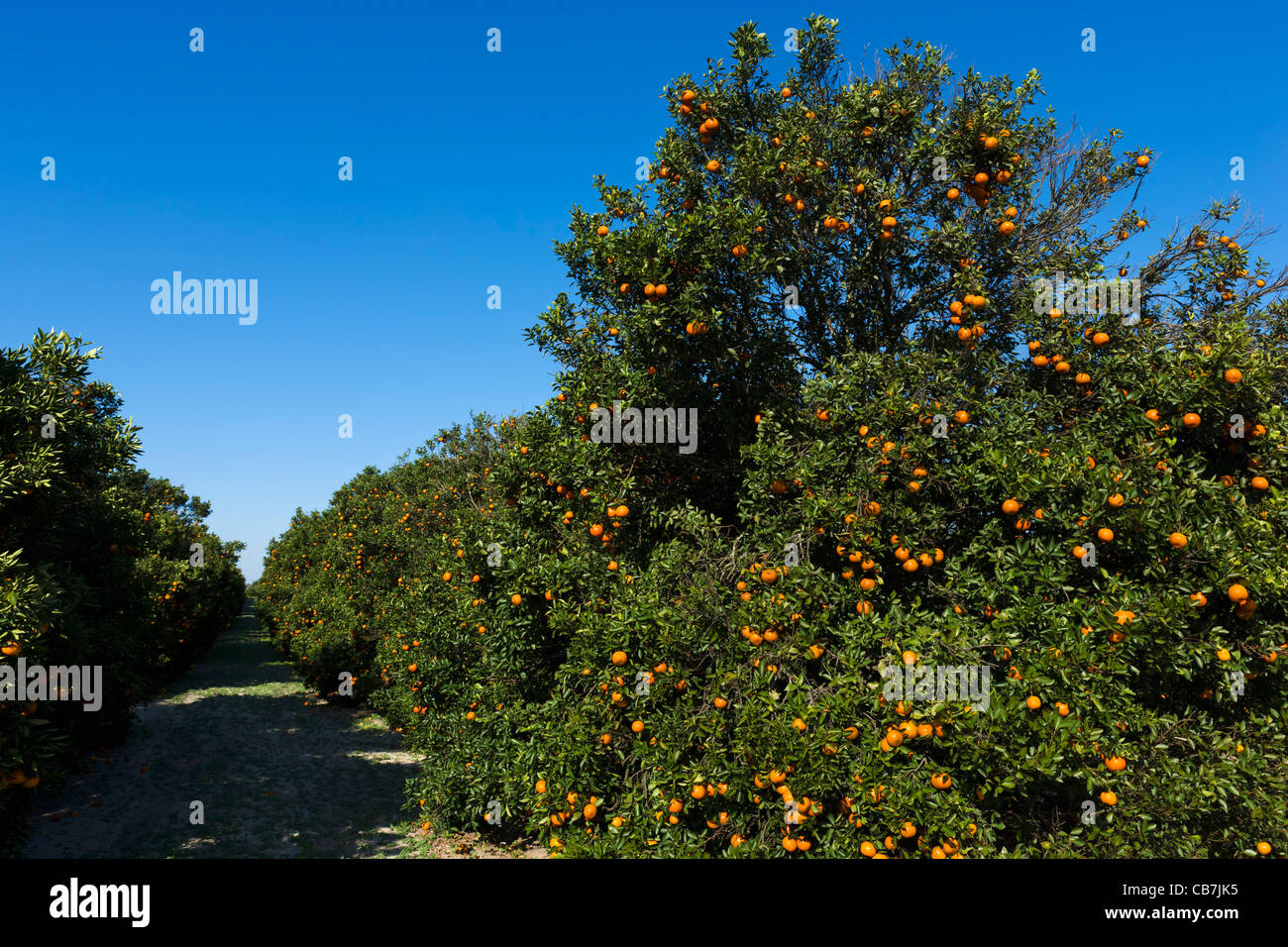 Les orangers près de Haines City dans le centre de la Floride, USA Banque D'Images