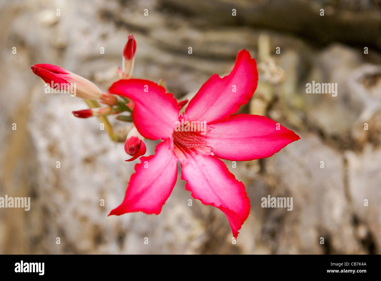 L'Afrique, l'Éthiopie, la vallée de la rivière Omo, la floraison Rose du désert (Adenium obesum) Banque D'Images