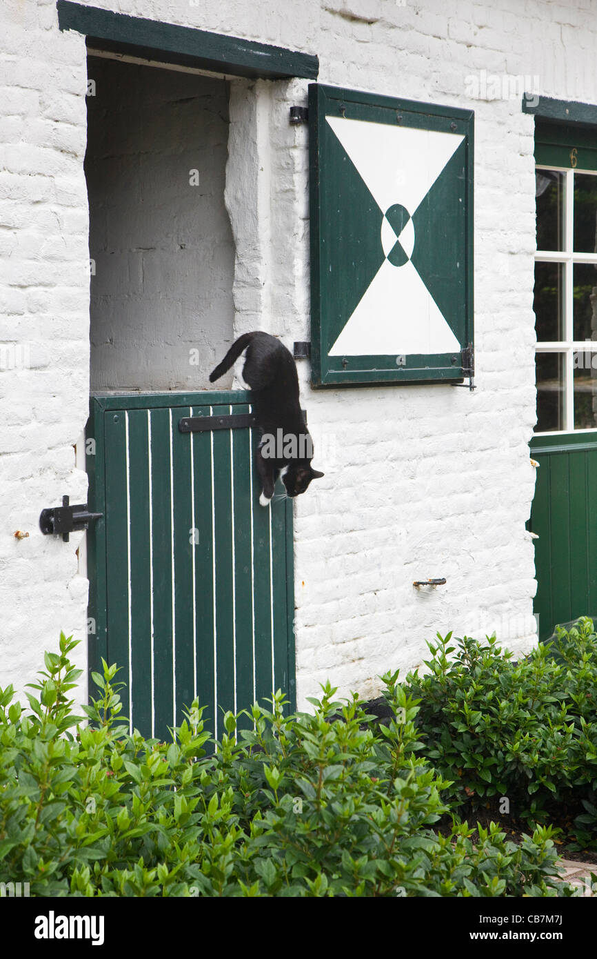 Chat de maison domestique (Felis catus) dans la porte de ferme, Belgique Banque D'Images