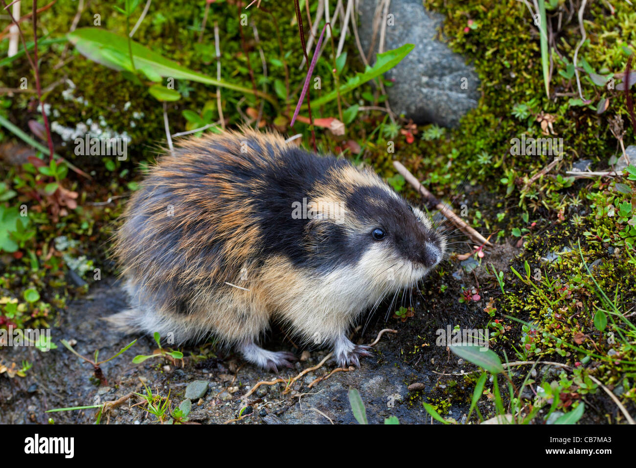 La Norvège (lemming Lemmus lemmus) dans la toundra en été, Laponie, Suède Banque D'Images