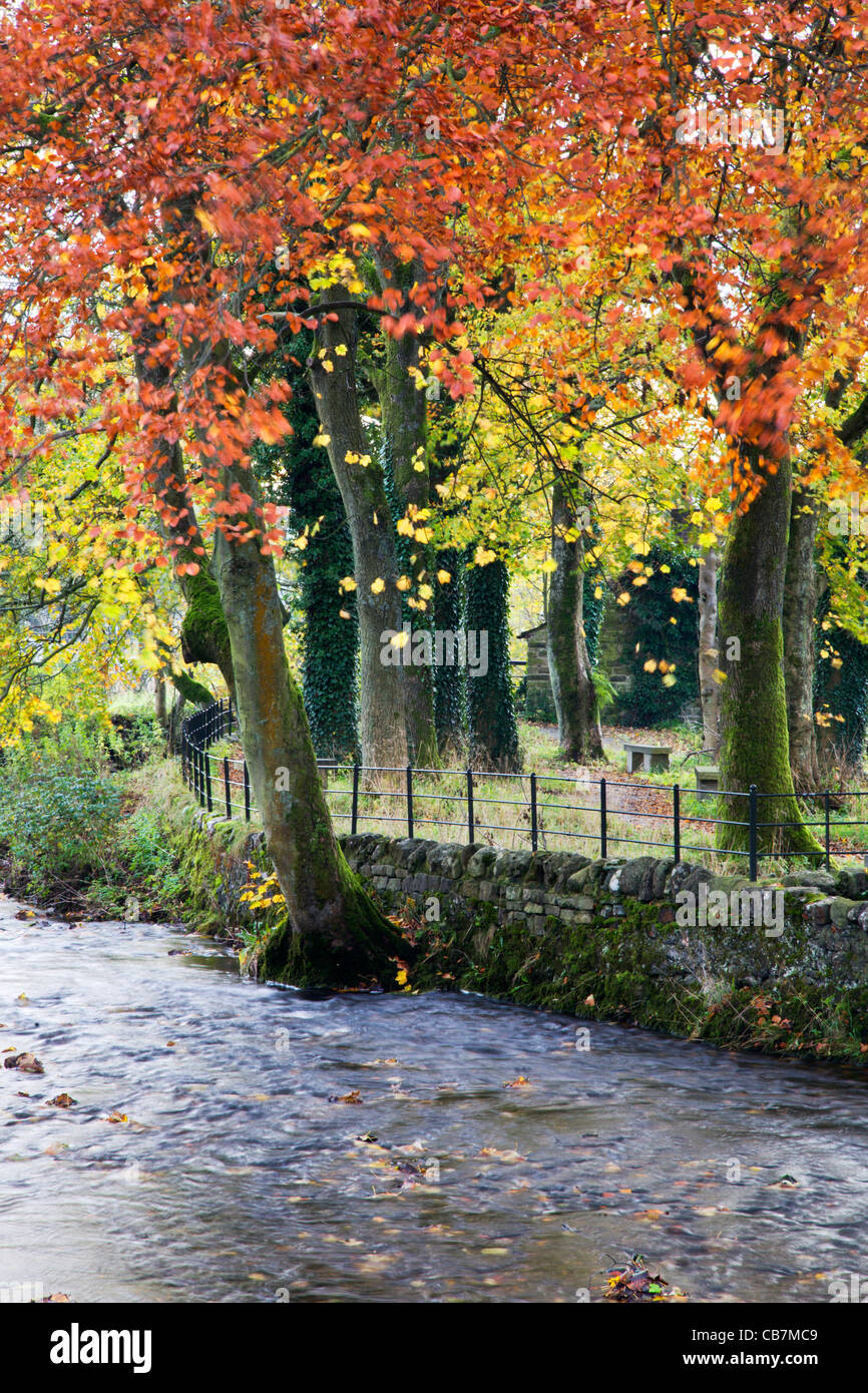 Les arbres d'automne par Malham Beck Malham Yorkshire Dales England Banque D'Images