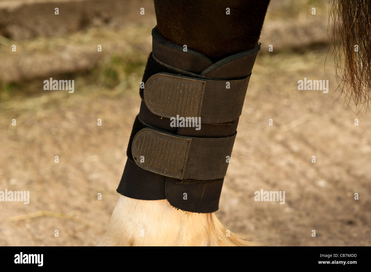 Détail de l'enroulement de la jambe sur un cheval.format paysage Banque D'Images