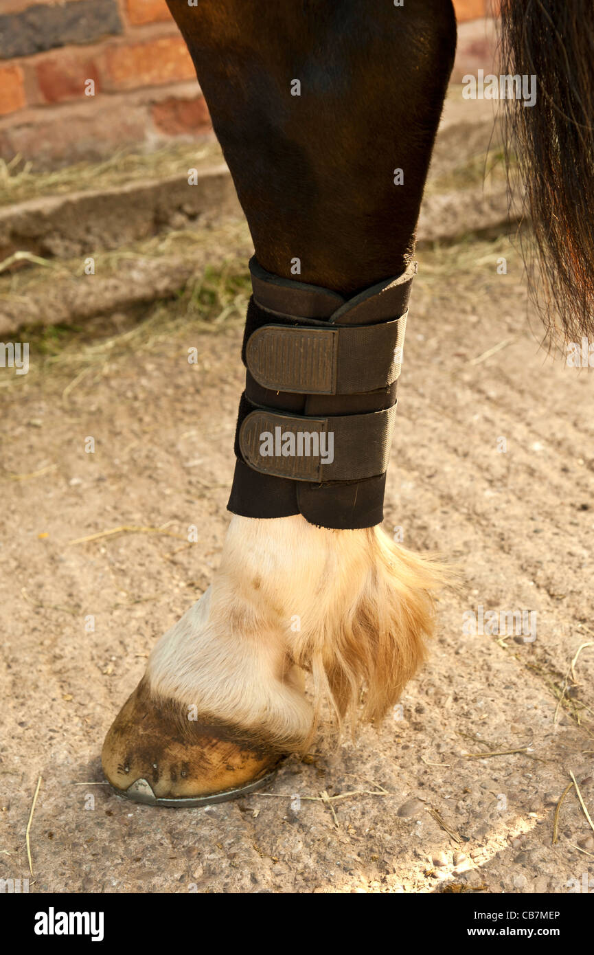 Jambe s'enroule sur les chevaux pattes avant.Format vertical Banque D'Images