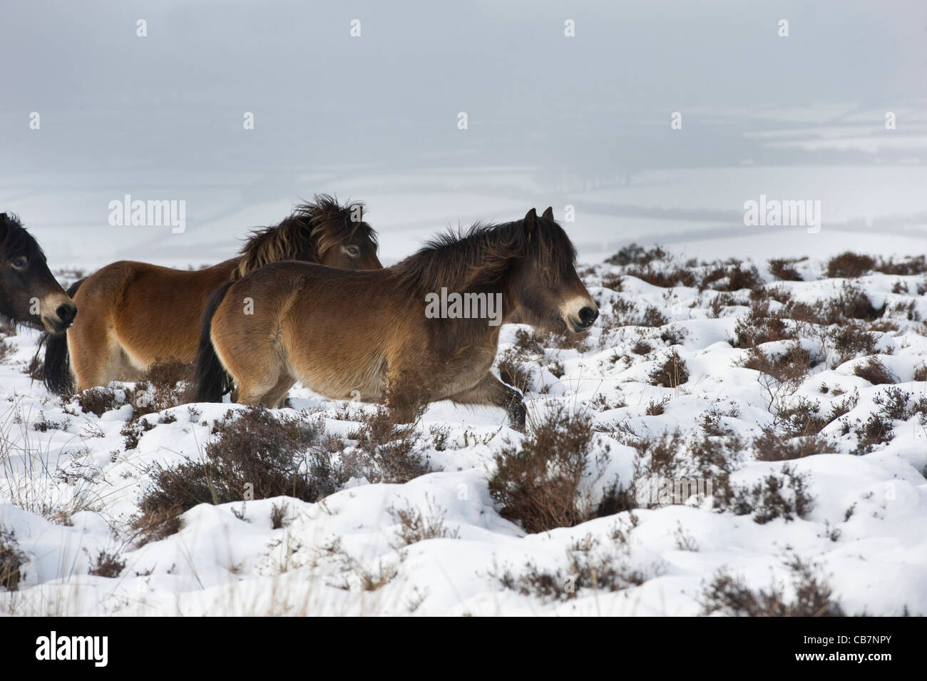 Poneys Exmoor sauvages jouer en hiver neige sur Exmoor Banque D'Images