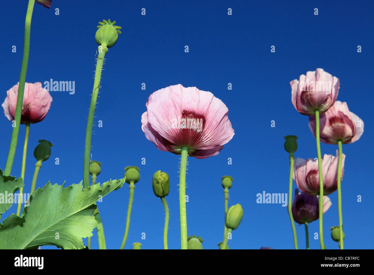 Graines de pavot mauve et fleurs en face de ciel bleu Photo Stock - Alamy