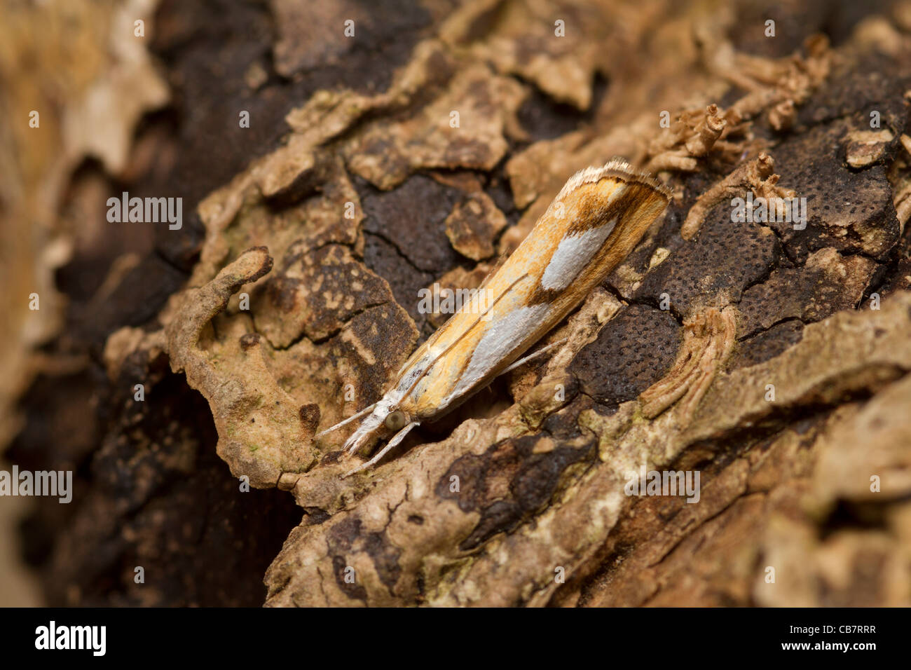 Catoptria pinella Banque D'Images