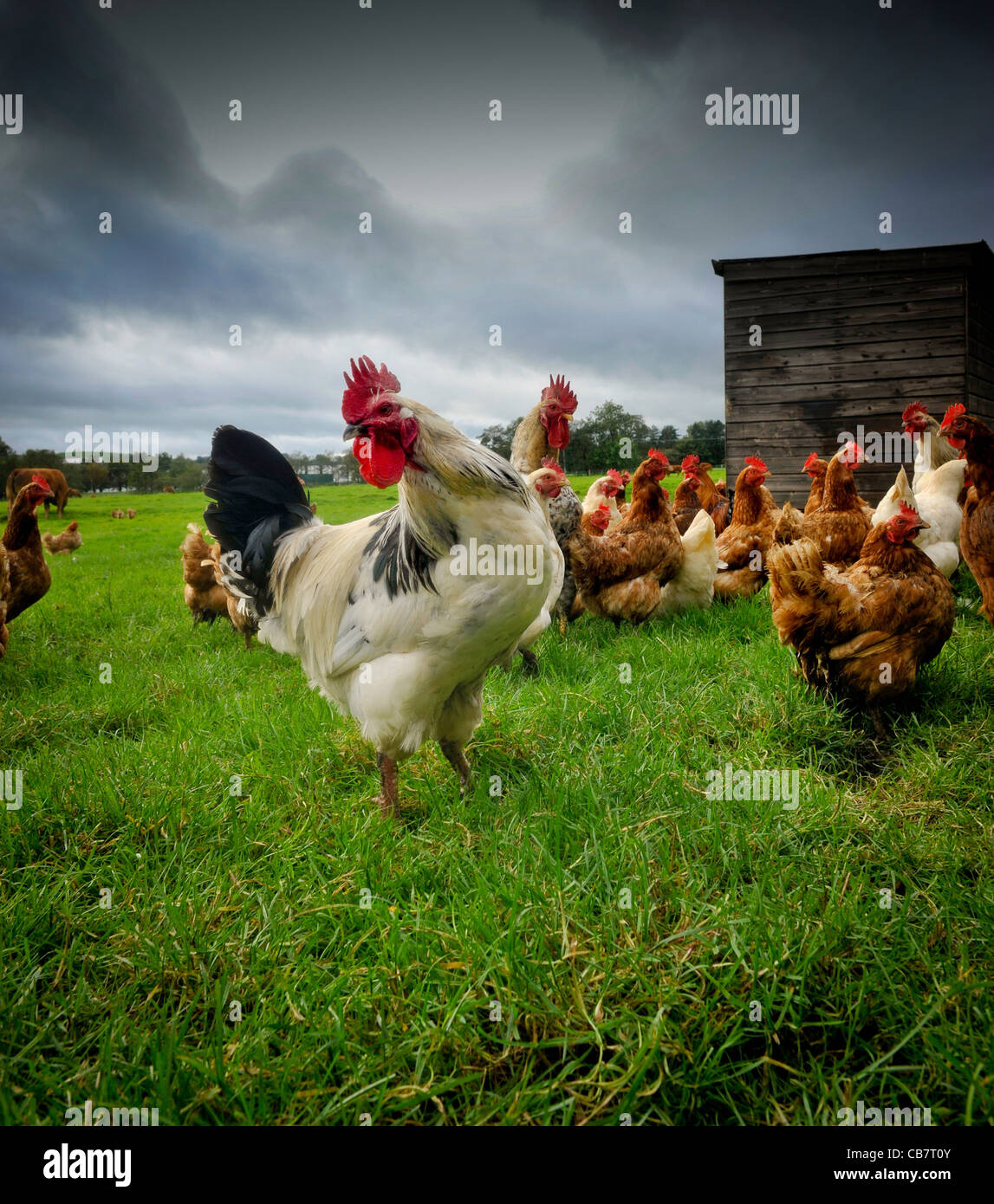 Les poulets à aire libre photographiés avant la menace de la grippe aviaire ont entraîné un changement dans les règles de maintien de la volaille. Banque D'Images