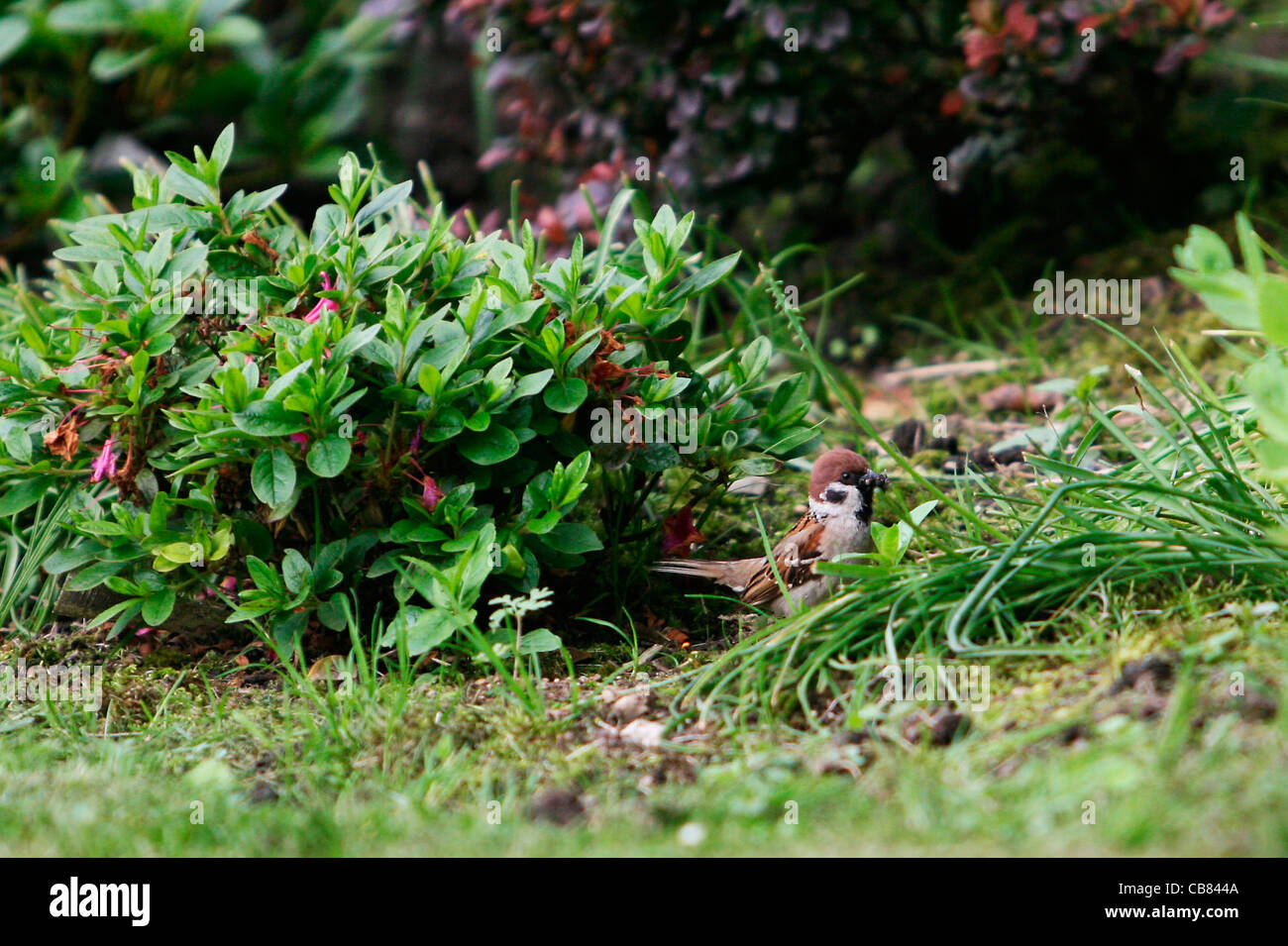 Moineau domestique, oiseau (CTK Photo/Marketa Hofmanova) Banque D'Images