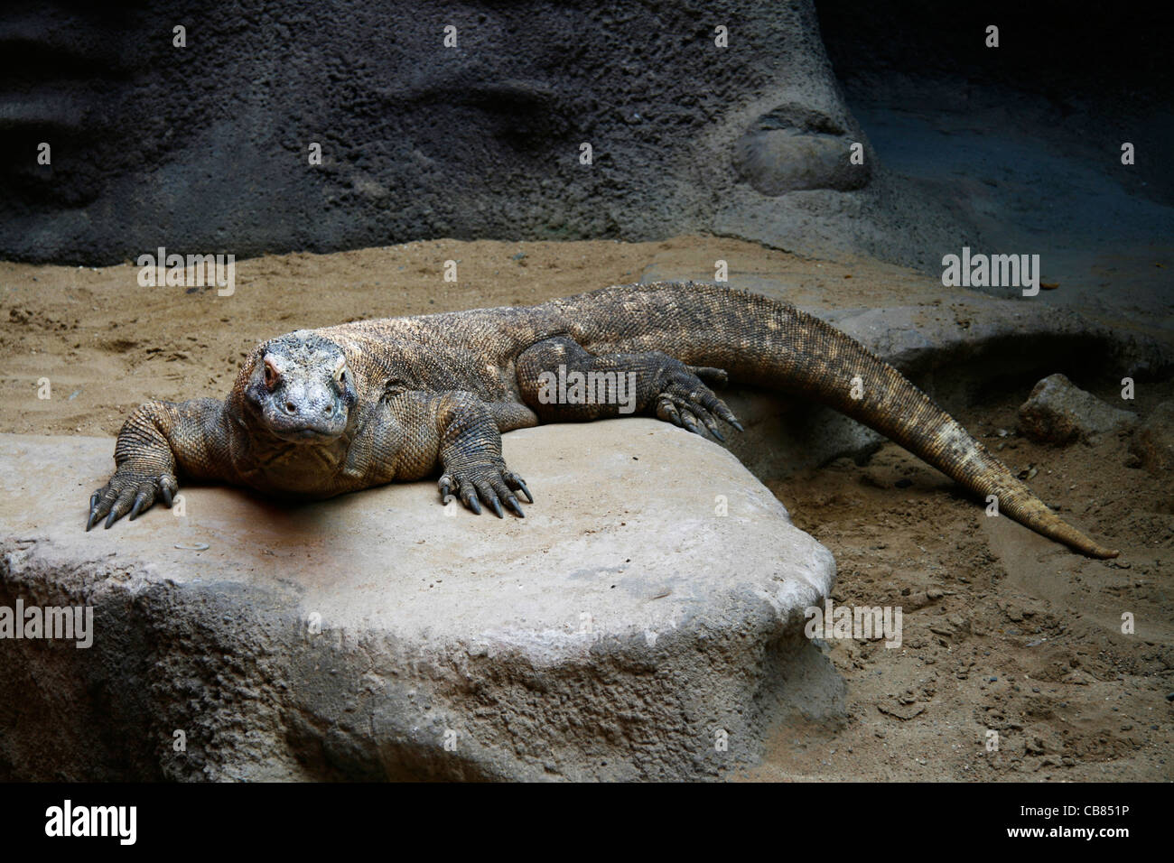 Varanus komodoensis, animal, reptile, ZOO Prague (CTK Photo/Marketa Hofmanova) Banque D'Images