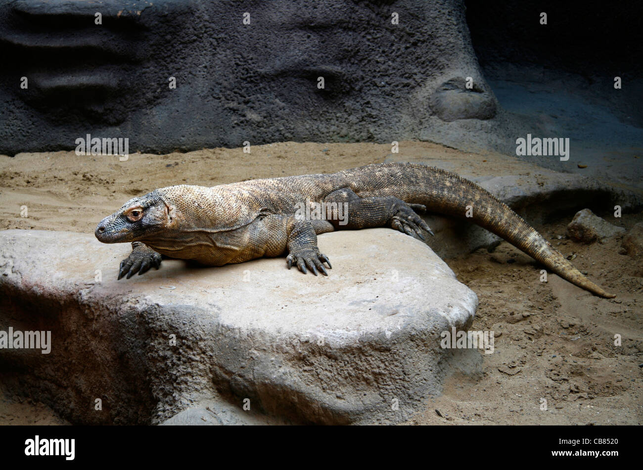 Varanus komodoensis, animal, reptile, ZOO Prague (CTK Photo/Marketa Hofmanova) Banque D'Images