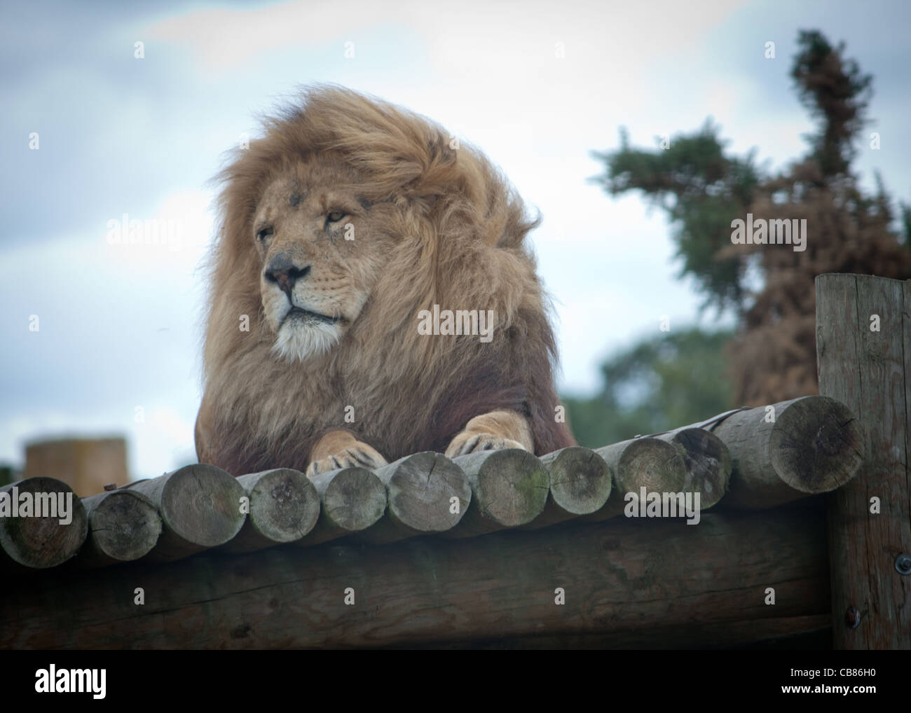 La conduite par West Midlands Safari Park, photographie de tous les animaux s'asseoir, manger, courir et jouer. Banque D'Images