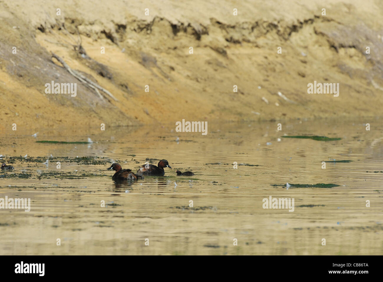 - Grèbe castagneux (Tachybaptus ruficollis Dabchick - Podiceps ruficollis - Tachybaptus fluviatilis) Paire de poussins d'alimentation Banque D'Images