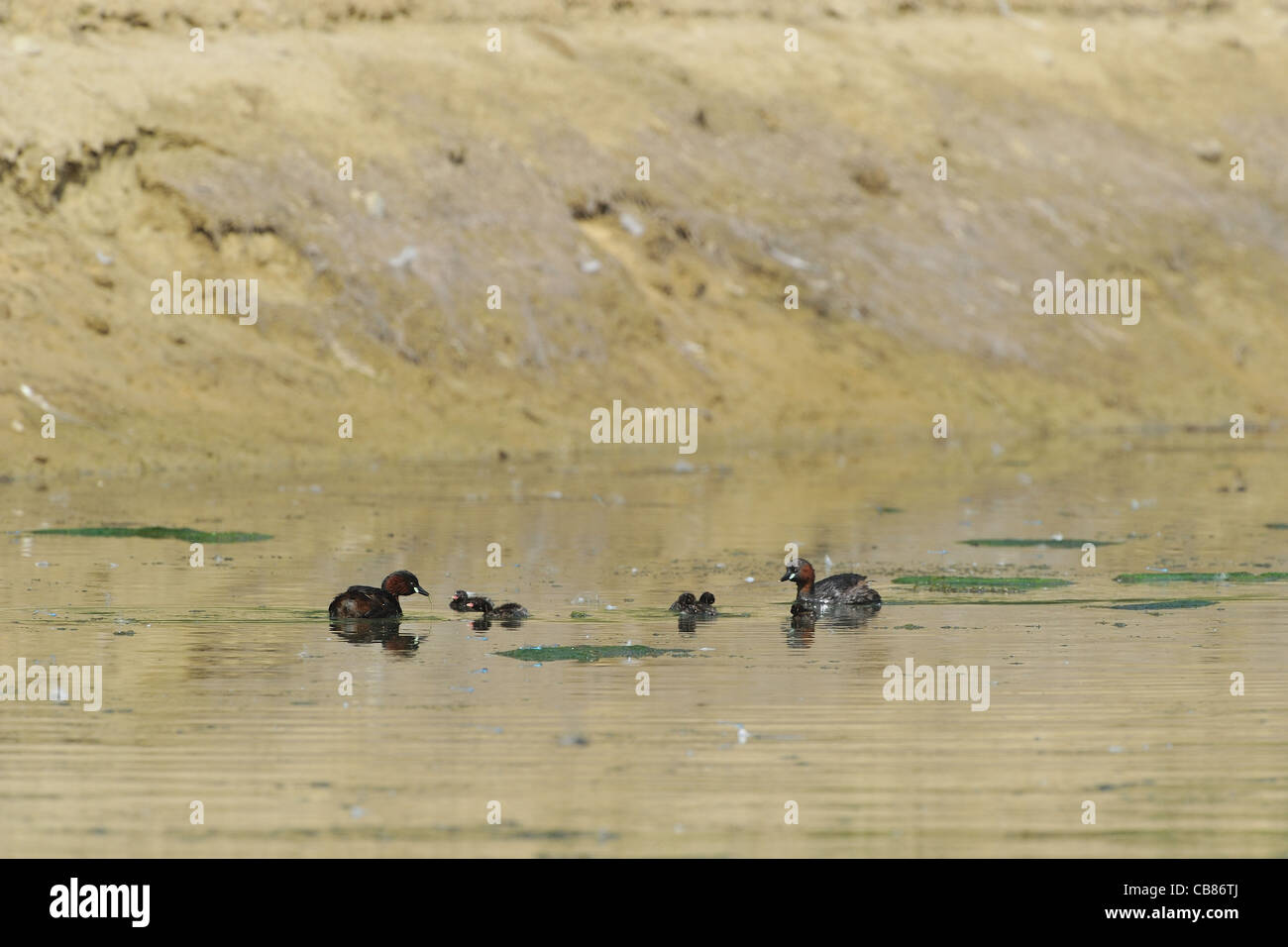 - Grèbe castagneux (Tachybaptus ruficollis Dabchick - Podiceps ruficollis - Tachybaptus fluviatilis) Paire de poussins d'alimentation Banque D'Images