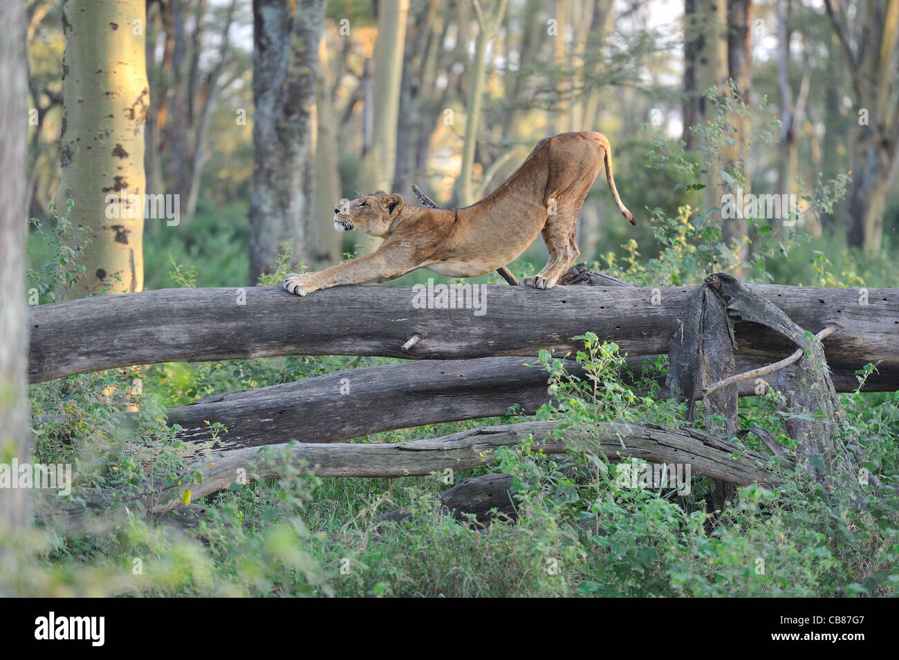 East African Lion - Massai lion (Panthera leo) nubica lionne s'étendant sur un tronc d'arbre mort le Parc National de Nakuru Banque D'Images