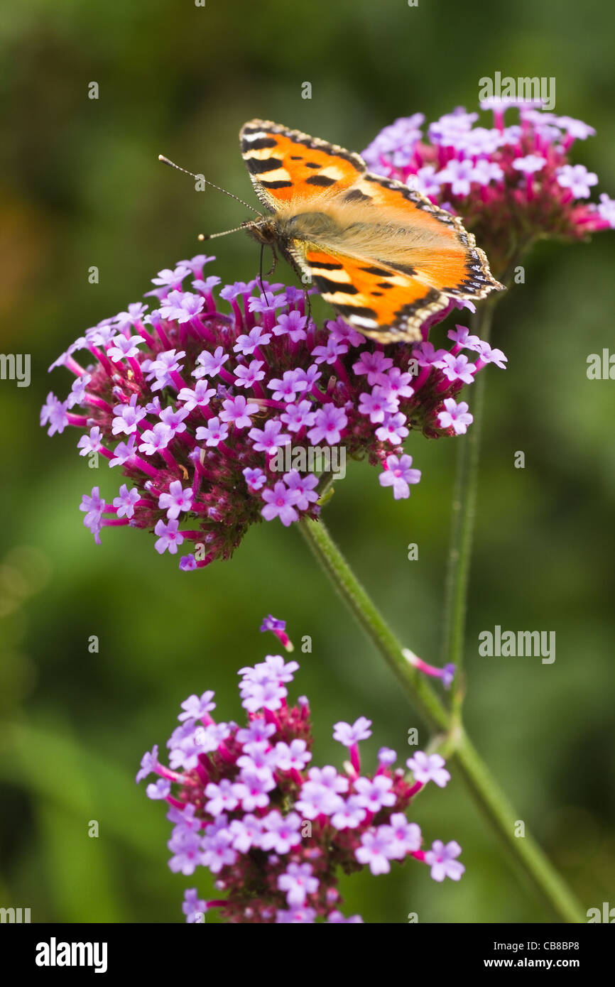 Petite écaille ou Aglais urticae sur Verveine mauve en été Banque D'Images