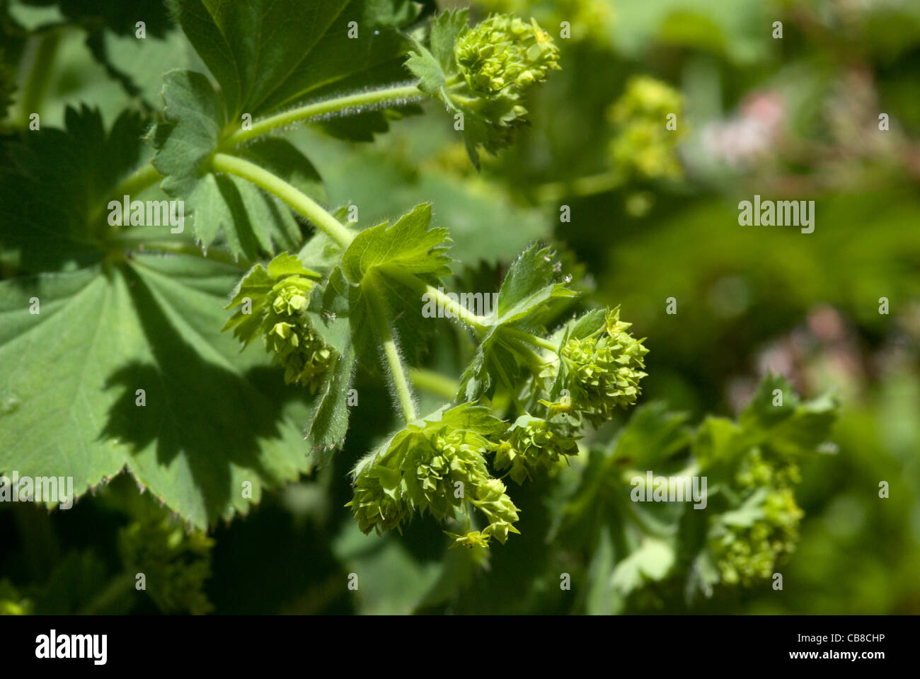 Feuilles et fleurs duveteuse molle de l'Alchemilla mollis alchémille ou Banque D'Images