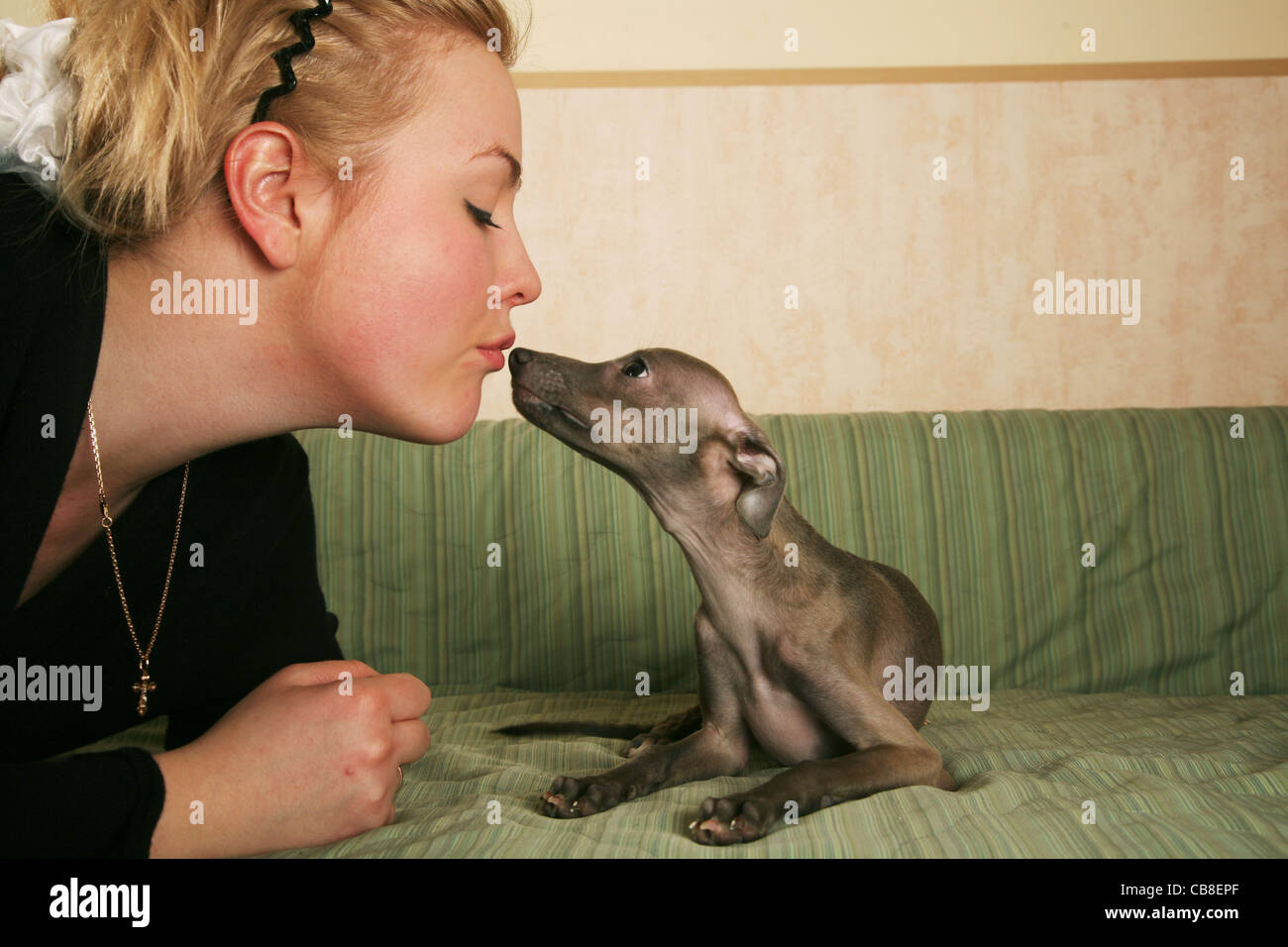 Greyhound Puppy Banque D Image Et Photos Alamy