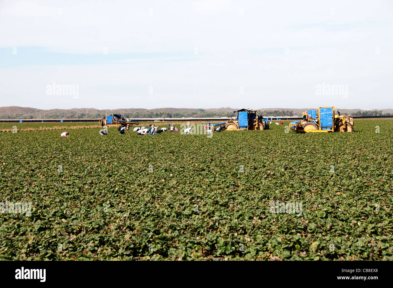 Comté de Santa Barbara en Californie migrants travailleurs travail agricole mexicain Mexique Agriculture récolte hispanique Banque D'Images