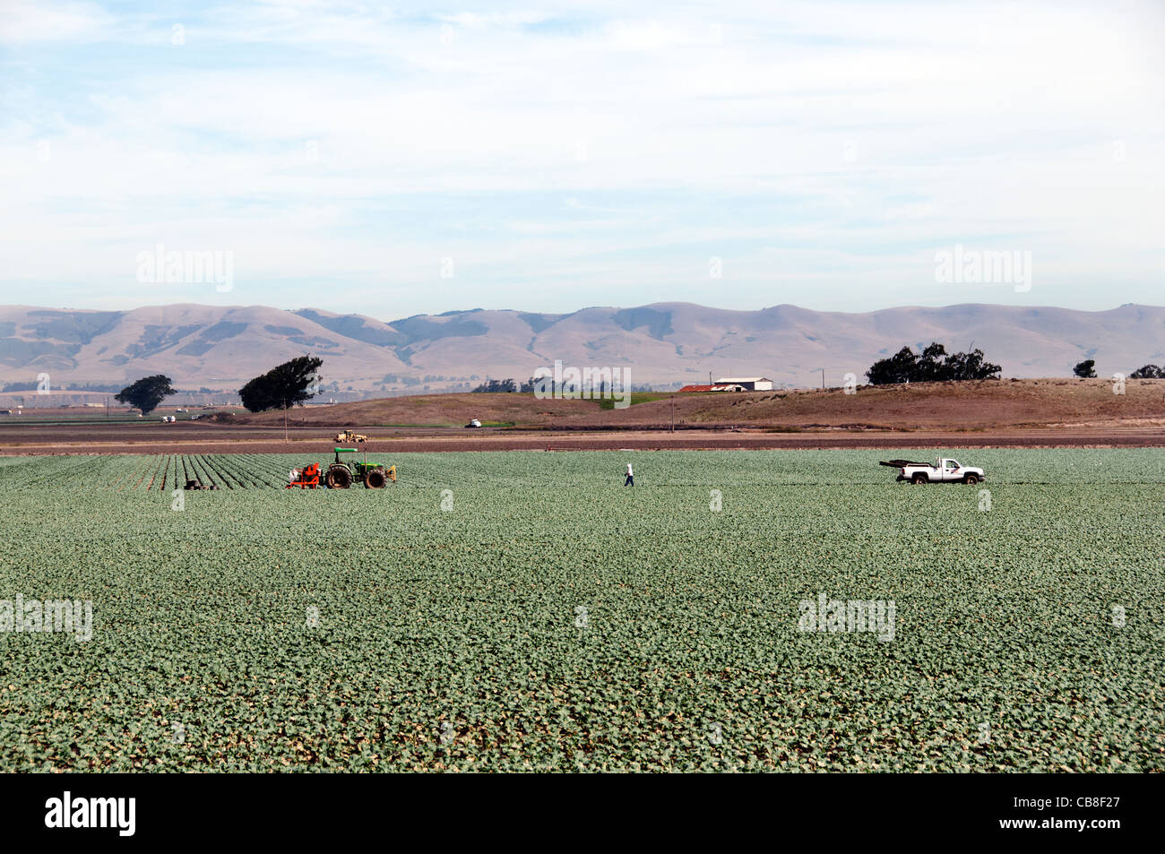 Comté de Santa Barbara en Californie migrants travailleurs travail agricole mexicain Mexique Agriculture récolte hispanique Banque D'Images