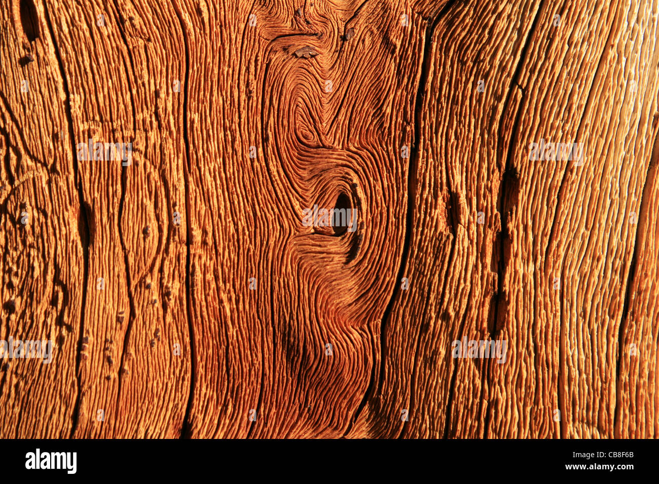 Détail de bois de pin tordu surmonté d'un arbre de pin alpin Banque D'Images