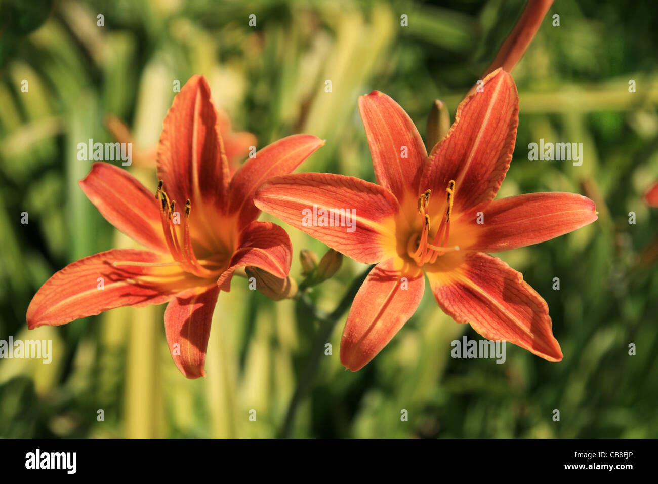 Deux fleurs d'hémérocalles orange du flou fond vert Banque D'Images