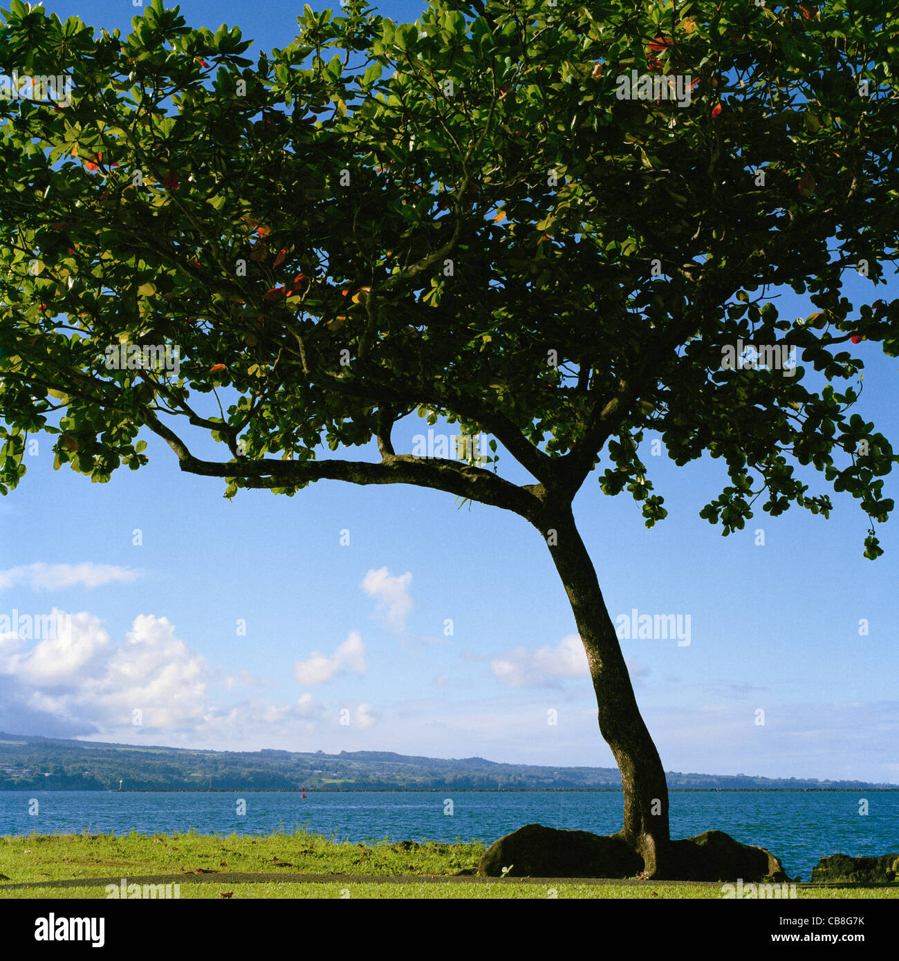 Amandier Tropical Hilo Bay Big Island Hawaii Banque D'Images