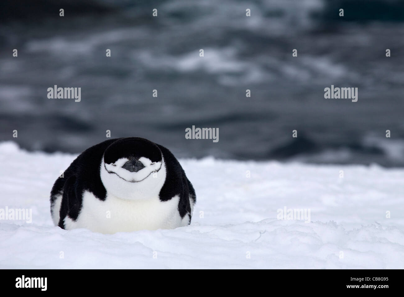 Manchot à Jugulaire (Pygoscelis antarcticus) dormir dans la neige, Yankee Harbour, îles Shetland du Sud, l'Antarctique Banque D'Images