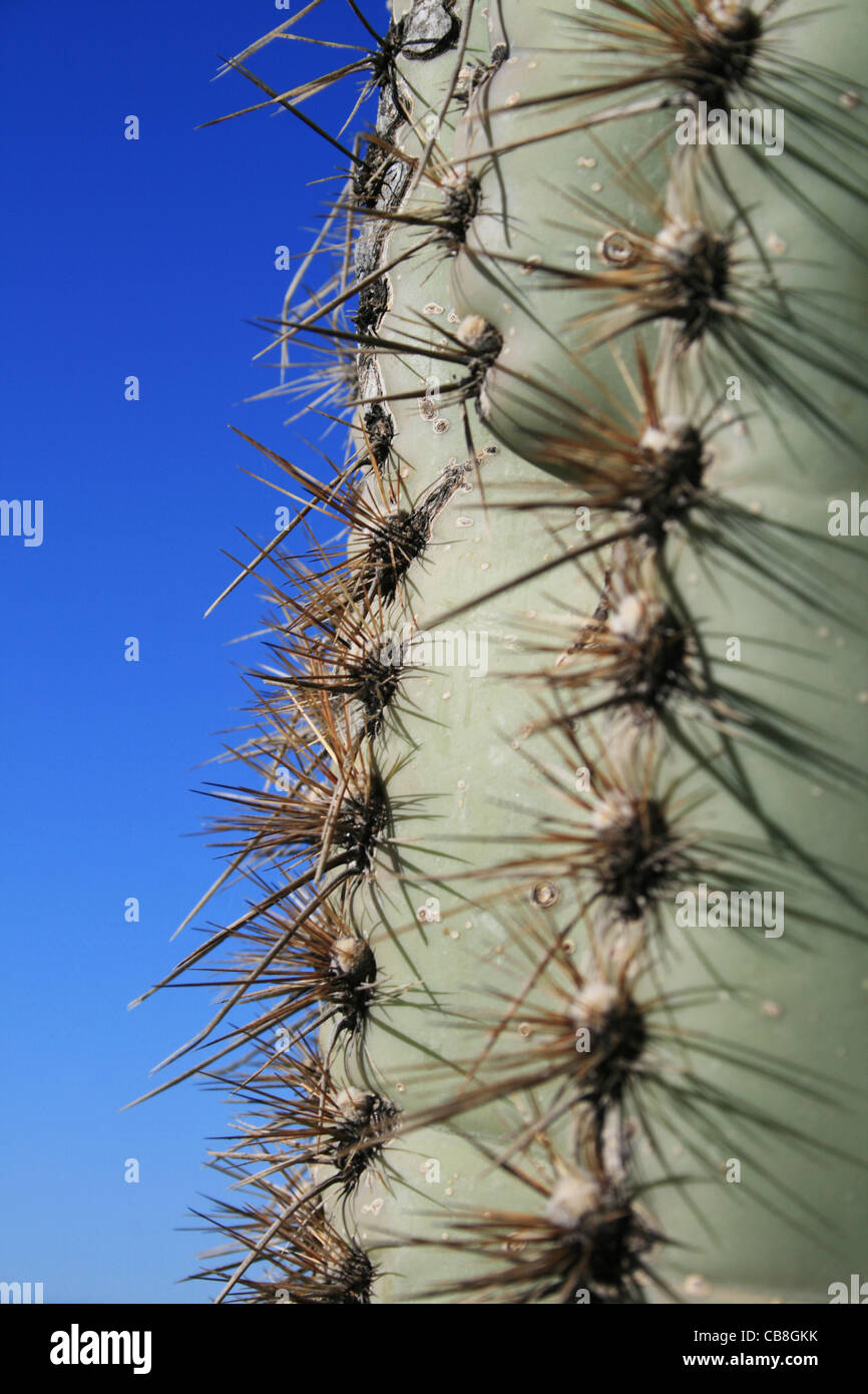 Cactus Saguaro (Carnegiea gigantea) edge Banque D'Images